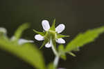 White avens